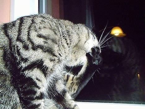 Huskat Pjuske (Himmelkat) - Så bliver tæerne vasket... billede 17