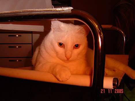 Blanding af racer Plet billede 15