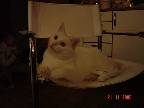 Blanding af racer Plet billede 16