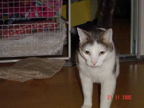 Blanding af racer Chilli billede 12