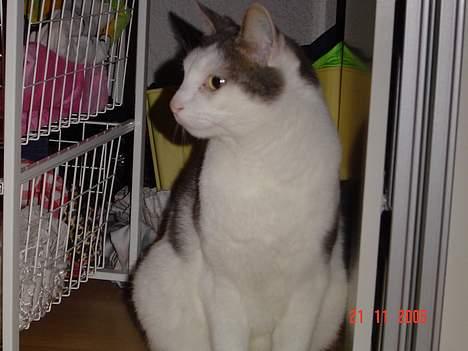 Blanding af racer Chilli billede 13