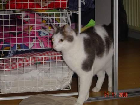 Blanding af racer Chilli billede 14