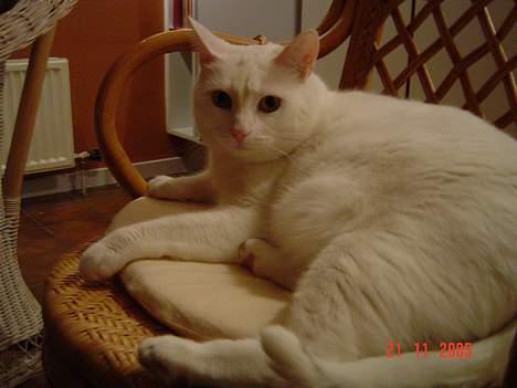 Blanding af racer Plet billede 17