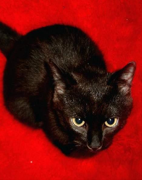 Huskat Thorkild  - Mors Thorkild Nov. 2005 billede 11