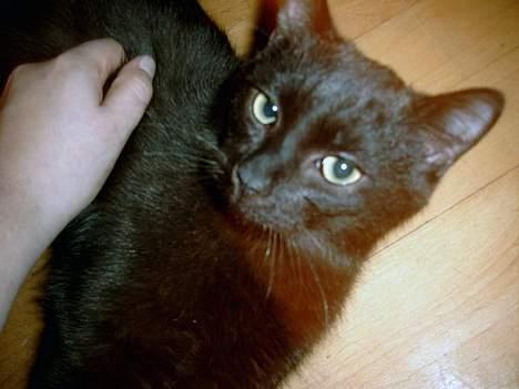 Huskat Thorkild  - Åååååh saaaaalige fryd billede 12