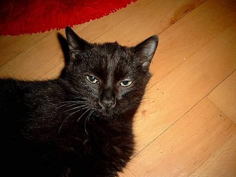 Huskat Thorkild  - Øglen Thorkild - har du nu været i fars skab igen?? billede 13