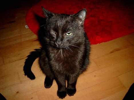 Huskat Thorkild  - Må jeg præsentere: Den skæve kat.. billede 14