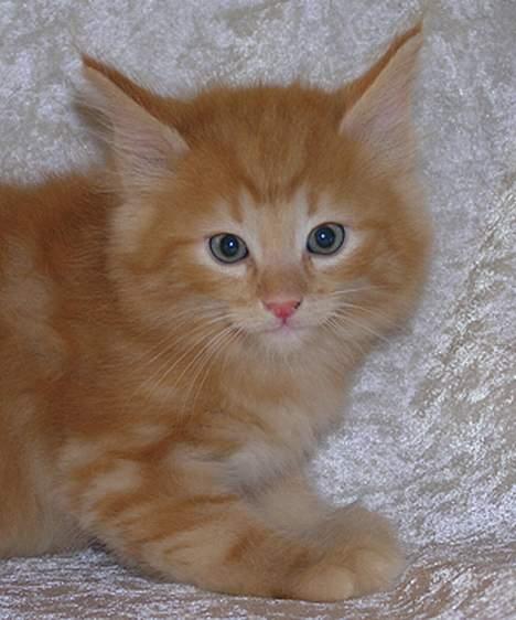 Norsk Skovkat Gerard Butler billede 9