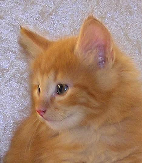 Norsk Skovkat Gerard Butler billede 10