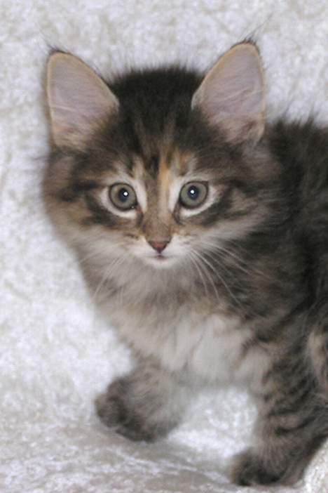 Norsk Skovkat Gia Maria billede 9