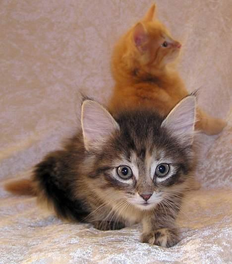 Norsk Skovkat Gia Maria billede 10