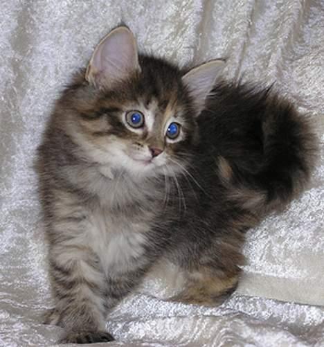 Norsk Skovkat Gia Maria billede 11