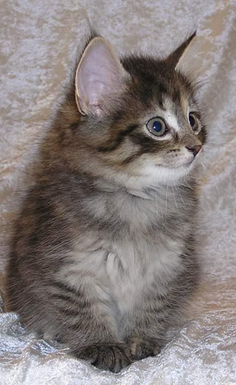 Norsk Skovkat Gia Maria billede 12