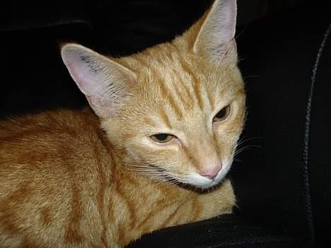 Huskat bimmer  billede 2