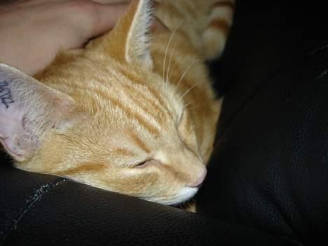 Huskat bimmer  billede 3