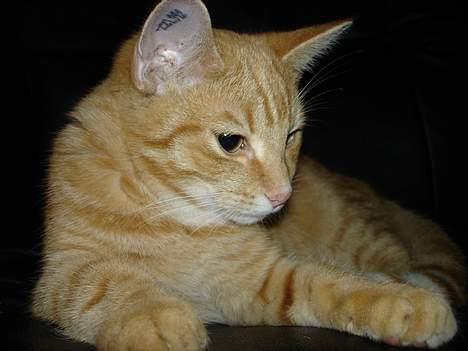 Huskat bimmer  billede 4