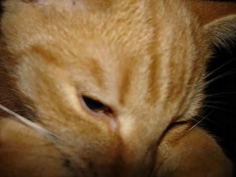 Huskat bimmer  billede 5