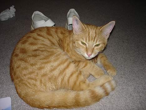 Huskat bimmer  billede 6