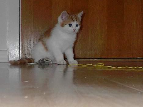 Blanding af racer Luffe (død :'( ..... ) billede 10