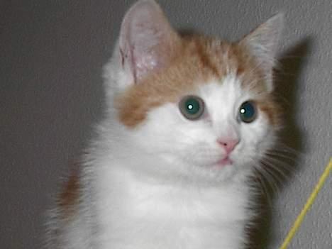 Blanding af racer Luffe (død :'( ..... ) billede 11