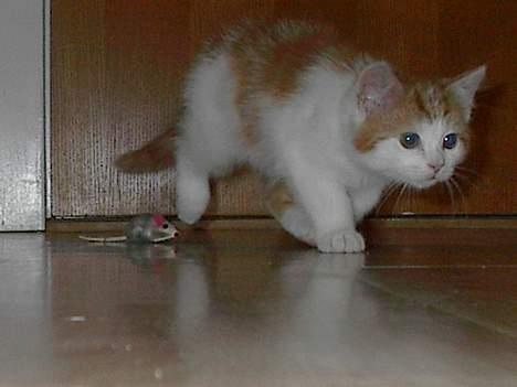 Blanding af racer Luffe (død :'( ..... ) billede 12