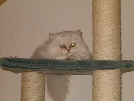 Perser Quintessa von Gørtz - Tessas bedste udkigstårn,-.....kradsetræet fra gulv til loft. billede 1