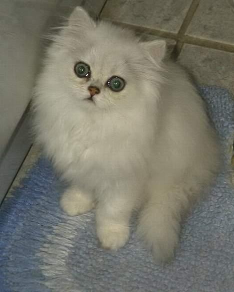 Perser Quintessa von Gørtz - Efter badet ser hun dejlig pjusket ud billede 2