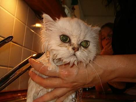 Perser Quintessa von Gørtz - Tessa er ikke vild med at blive badet billede 3