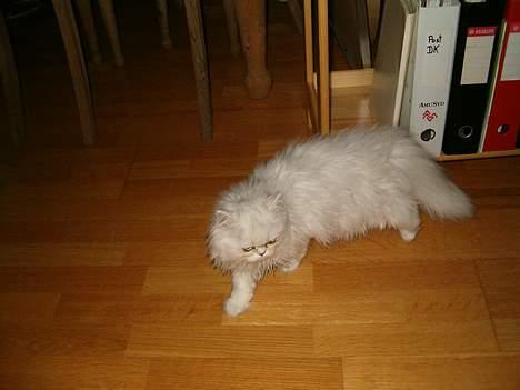 Perser Quintessa von Gørtz - Sniger rundt efter bytte,-....en flue! billede 4