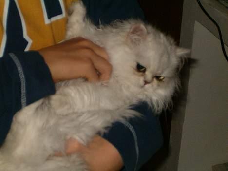 Perser Quintessa von Gørtz - Tessa er vant til børn billede 5