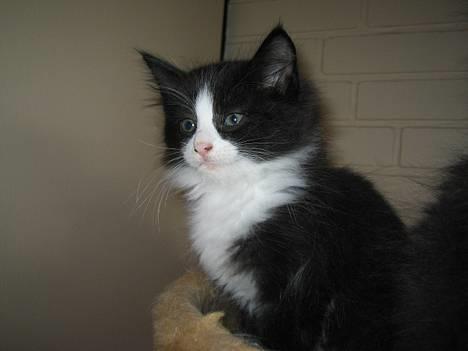 Norsk Skovkat Basil - Basil da han var baby:) billede 2