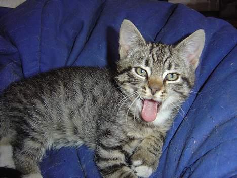 Blanding af racer Oskar - heii... billede 1