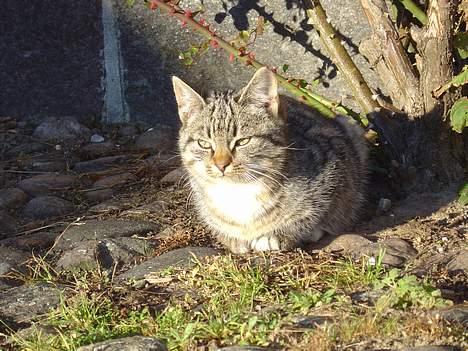 Blanding af racer Oskar billede 2