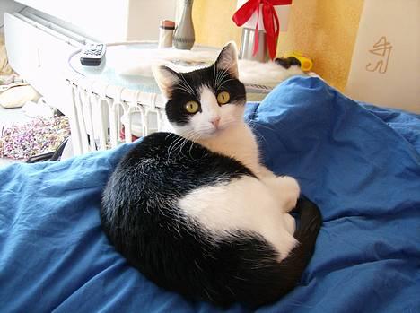 Blanding af racer Cleo - Regl nummer 2: ALDRIG se en farlig tiger i øjnene. :D billede 9