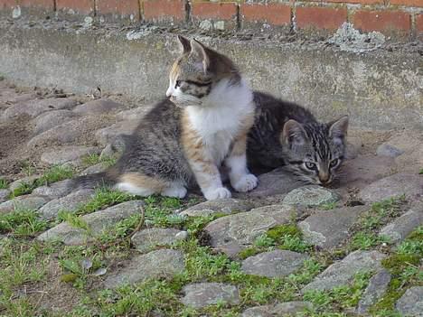 Blanding af racer Oskar billede 3