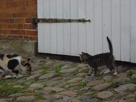 Blanding af racer Oskar billede 4