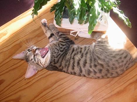 Bengal Lille Mis  - 04.02.06 NYT!!!  Jeg en faaaaarlig leopard. GGRRRRRRRrr.. billede 1