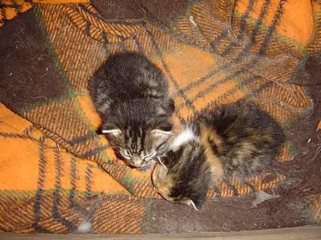 Blanding af racer Oskar - sammen med Søs da de var helt små.. billede 5