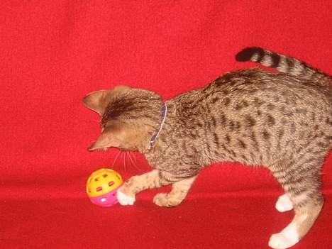 Bengal Lille Mis  - Man er lille & leger :-) billede 2