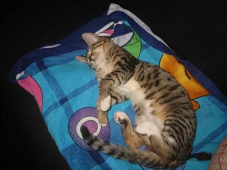 Bengal Lille Mis  - Lille mis snupper sig en lur billede 3