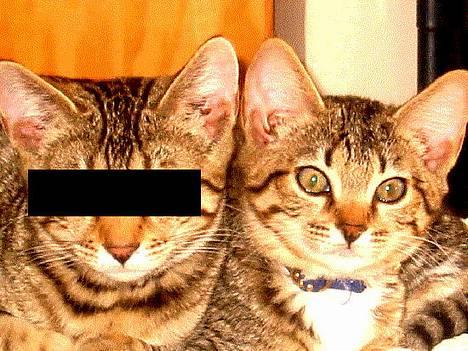 Bengal Lille Mis  - Lillemis og hendes anonyme bror bengaler Bjarkke *GG* billede 4