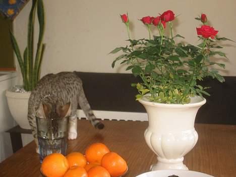 Bengal Lille Mis  - Lille Mis er helt pjattet med vand. billede 5