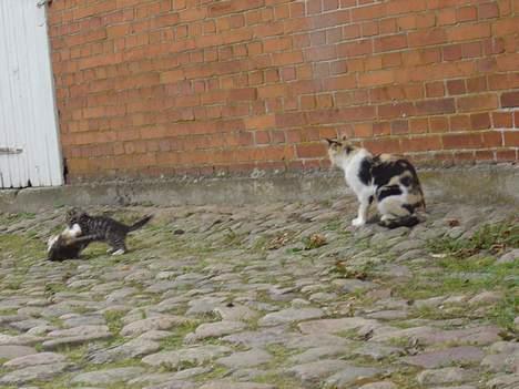 Blanding af racer Oskar - famillien samlet... billede 6