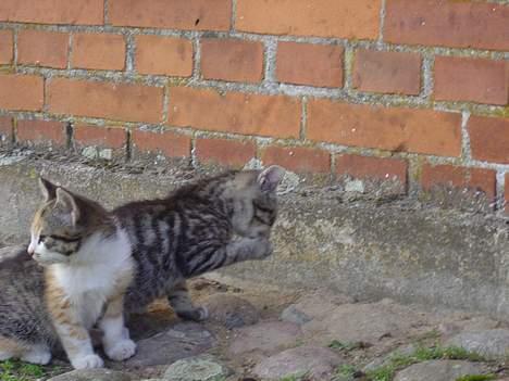 Blanding af racer Oskar billede 7