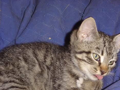 Blanding af racer Oskar - ikke flere billeder nu... billede 9