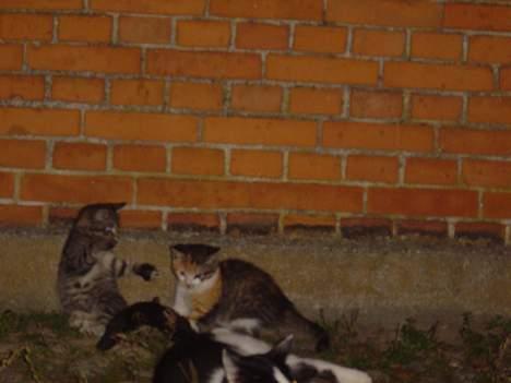 Blanding af racer Oskar - jeg sværger musen var såååååååå stor.. billede 10