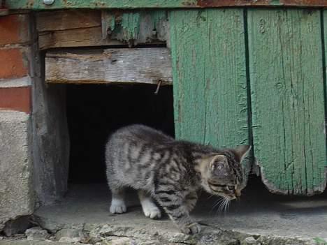Blanding af racer Oskar billede 11