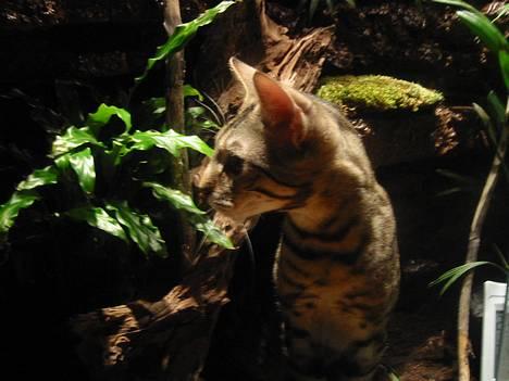 Bengal Bjarkke - Charme, Selvtillid & Lækkert hår! billede 1