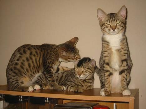 Bengal Bjarkke - Bengaler *Ricco* til venstre, I midten er det Bengaler Bjarkke og til højre er det Bengaler lille mis. billede 2