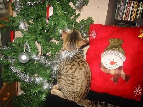 Bengal Bjarkke - Hmm... det juletræ er simpelhen for tiltrækkende.. *GGRR* -må æde julepynten- *GGrrr* billede 3